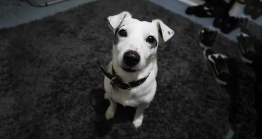 Arriva il collare in stile Apple Watch per cani