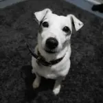 Arriva il collare in stile Apple Watch per cani