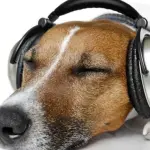 Spotify lancia playlist per i nostri animali domestici