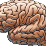 Nel cervello un GPS organizza pensieri