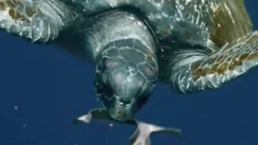 Birra, ecco l'imballaggio che diventa cibo per pesci