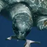 Birra, ecco l'imballaggio che diventa cibo per pesci