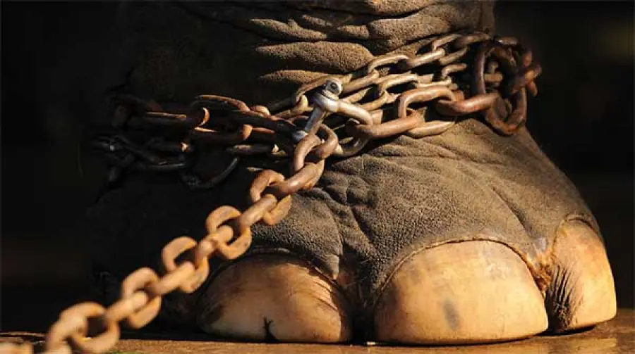 Sul web foto di animali da circo in pessime condizioni