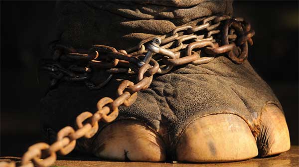 Sul web foto di animali da circo in pessime condizioni