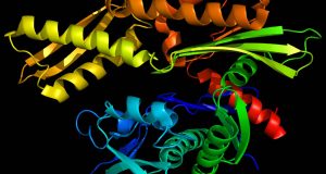 Ripiegamento delle proteine la scoperta del 2021