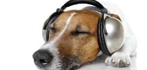 Spotify lancia playlist per i nostri animali domestici